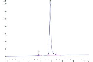 The purity of Human BCAM is greater than 95 % as determined by SEC-HPLC.
