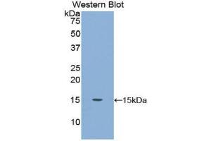 Western Blotting (WB) image for anti-Carcinoembryonic Antigen Gene Family (CEA) (AA 566-698) antibody (ABIN1858353) (CEA Antikörper  (AA 566-698))