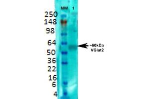 Western Blot analysis of Rat brain membrane lysate showing detection of VGLUT2 protein using Mouse Anti-VGLUT2 Monoclonal Antibody, Clone S29-29 (ABIN1027711).