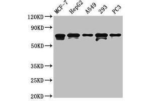 Western Blot Positive WB detected in: MCF-7 whole cell lysate, HepG2 whole cell lysate, A549 whole cell lysate, 293 whole cell lysate, PC-3 whole cell lysate All lanes: MAGED2 antibody at 4. (MAGED2 Antikörper  (AA 38-285))