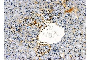 ABIN7095394 and ABIN7099451 at 1/100 staining mouse kidney tissue by IHC-P.
