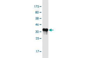 Western Blot detection against Immunogen (32. (Otospiralin Antikörper  (AA 26-89))