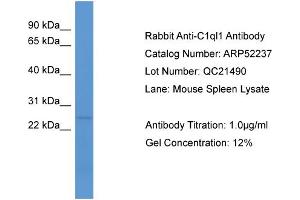 WB Suggested Anti-C1ql1  Antibody Titration: 0. (C1ql1 Antikörper  (N-Term))