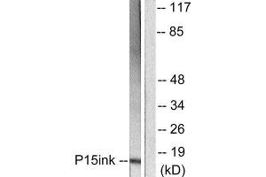 Western Blotting (WB) image for anti-Cyclin-Dependent Kinase Inhibitor 2B (p15, Inhibits CDK4) (CDKN2B) (C-Term) antibody (ABIN1848712) (CDKN2B Antikörper  (C-Term))