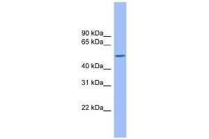 CSF1 antibody used at 1 ug/ml to detect target protein. (M-CSF/CSF1 Antikörper)