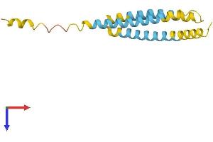 NINJ2 Protein (AA 1-143) (His tag)