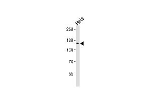 Western blot analysis of lysates from Hela cell line ,using CDC2L1 Antibody (ABIN484273 and ABIN1533654). (CDK11 Antikörper)