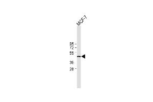 All lanes : Anti-IDH1 Antibody (Center) at 1:2000 dilution Lane 1: MCF-7 whole cell lysate Lysates/proteins at 20 μg per lane.