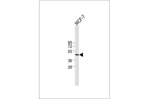IDH1 anticorps  (AA 116-143)