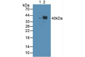 Figure. (TUBD1 Antikörper  (AA 238-482))