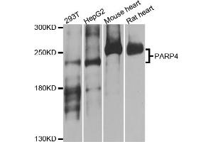 Western blot analysis of extracts of various cell lines, using PARP4 antibody (ABIN5974833) at 1/1000 dilution. (PARP4 Antikörper)
