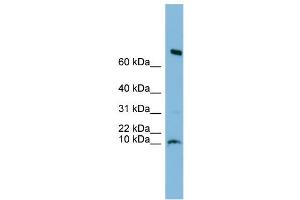 WB Suggested Anti-C1orf122 Antibody Titration: 0. (C1orf122 Antikörper  (N-Term))