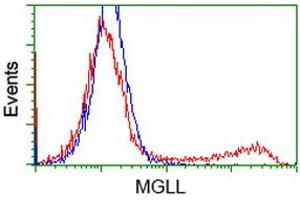 Image no. 3 for anti-Monoglyceride Lipase (MGLL) antibody (ABIN1499441) (MGLL Antikörper)