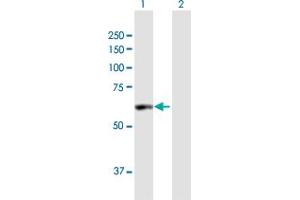 Western Blot analysis of PDE1A expression in transfected 293T cell line by PDE1A MaxPab polyclonal antibody.