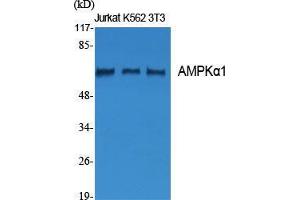 Western Blot (WB) analysis of specific cells using AMPKalpha1 Polyclonal Antibody. (PRKAA1 Antikörper  (Thr280))