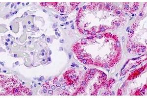 Human Kidney: Formalin-Fixed, Paraffin-Embedded (FFPE) (FUCA1 Antikörper  (AA 265-294))