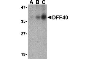Western Blotting (WB) image for anti-DNA Fragmentation Factor, 40kDa, beta Polypeptide (Caspase-Activated DNase) (DFFB) (Middle Region) antibody (ABIN1030919) (DFFB Antikörper  (Middle Region))