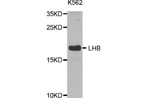 Western blot analysis of extracts of K-562 cells, using LHB antibody (ABIN5971542) at 1:400 dilution. (LHB Antikörper)