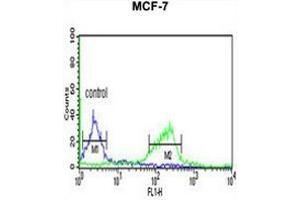 CI091 Antibody (C-term) flow cytometric analysis of MCF-7 cells (right histogram) compared to a negative control cell (left histogram). (C9ORF91 Antikörper  (C-Term))