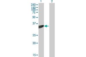 Western Blot analysis of PTER expression in transfected 293T cell line by PTER MaxPab polyclonal antibody. (PTER Antikörper  (AA 1-349))