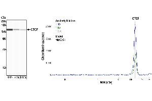 Western Blotting (WB) image for anti-CCCTC-Binding Factor (Zinc Finger Protein) (CTCF) (AA 650-700) antibody (ABIN7453967) (Rekombinanter CTCF Antikörper  (AA 650-700))