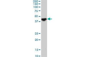 NODAL monoclonal antibody (M05), clone 5A3. (Nodal Antikörper  (AA 275-346))