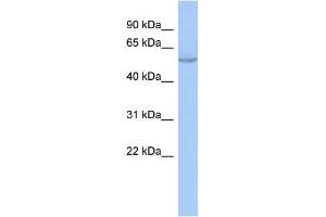 WB Suggested Anti-ZNF639 Antibody Titration:  0. (ZNF639 Antikörper  (N-Term))