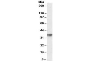 Western blot testing of human testis lysate with FBXO4 antibody at 0. (FBXO4 Antikörper)