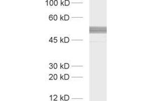 Western Blotting (WB) image for anti-Protein Kinase C and Casein Kinase Substrate in Neurons 1 (PACSIN1) (AA 293-384) antibody (ABIN1742407)