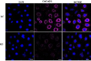 anti-Coiled-Coil-Helix-Coiled-Coil-Helix Domain Containing 3 (CHCHD3) antibody