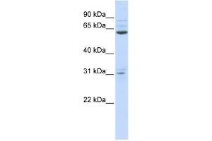 ISX antibody used at 0. (ISX Antikörper  (N-Term))