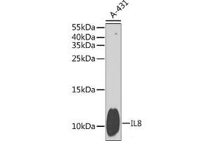 Western blot analysis of extracts of A-431 cells using IL8 Polyclonal Antibody at dilution of 1:1000. (IL-8 Antikörper)