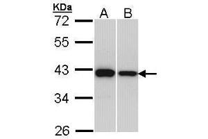 WB Image Sample (30 ug of whole cell lysate) A: H1299 B: Hep G2 , 12% SDS PAGE antibody diluted at 1:1000 (RAD51 Antikörper  (Center))