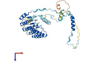 TMOD2 Protein (AA 1-351) (His tag)