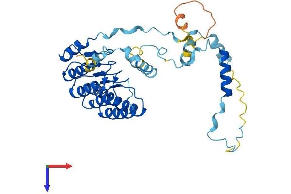 TMOD2 Protein (AA 1-351) (His tag)