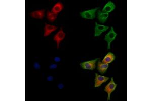 ABIN6264656 and ABIN6279714 staining Hela cells by IF/ICC.