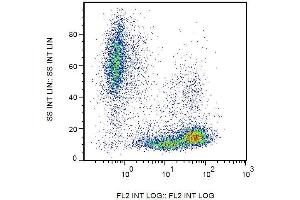 Surface staining of human peripheral blood cells with anti-human CD99 (3B2/TA8) PE. (CD99 Antikörper  (PE))