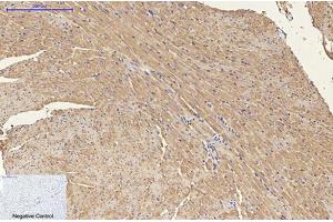 Immunohistochemical analysis of paraffin-embedded mouse heart tissue.