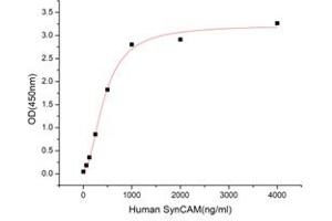 Activity Assay (AcA) image for Cell Adhesion Molecule 1 (CADM1) (AA 39-375) (Active) protein (His tag) (ABIN7607698)