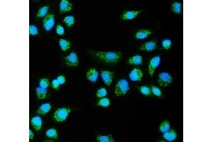 IF analysis of CLPB using anti-CLPB antibody (ABIN7601732).