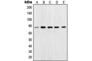 Western blot analysis of OCT1 expression in Jurkat (A), Ramos (B), K562 (C), Molt (D), HeLa (E) whole cell lysates. (POU2F1 Antikörper  (N-Term))