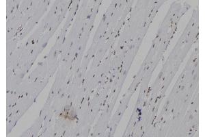 ABIN6263612 and ABIN6277336 at 1/100 staining Mouse heart tissue by IHC-P.