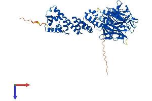KLHL36 Protein (AA 1-613) (His tag)