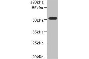 Western blot All lanes: ASPSCR1 antibody at 8. (ASPSCR1 Antikörper  (AA 284-553))