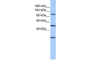 WB Suggested Anti-STAG3 Antibody Titration: 0.