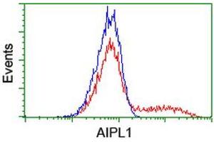 Image no. 6 for anti-Aryl Hydrocarbon Receptor Interacting Protein-Like 1 (AIPL1) antibody (ABIN1496508) (AIPL1 Antikörper)