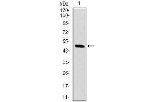 Western blot analysis using RAF1 mAb against human RAF1 (AA: 198-407) recombinant protein.