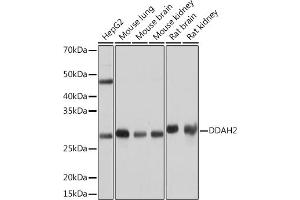 Western blot analysis of extracts of various cell lines, using DD Rabbit mAb (ABIN7266779) at 1:1000 dilution. (DDAH2 Antikörper)