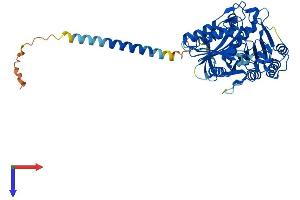 PLD3 Protein (AA 1-488) (His tag)