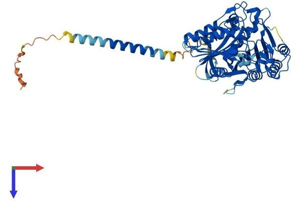 PLD3 Protein (AA 1-488) (His tag)